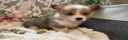Welsh Corgi Pembroke dogs for sale: Sage - Ad 6