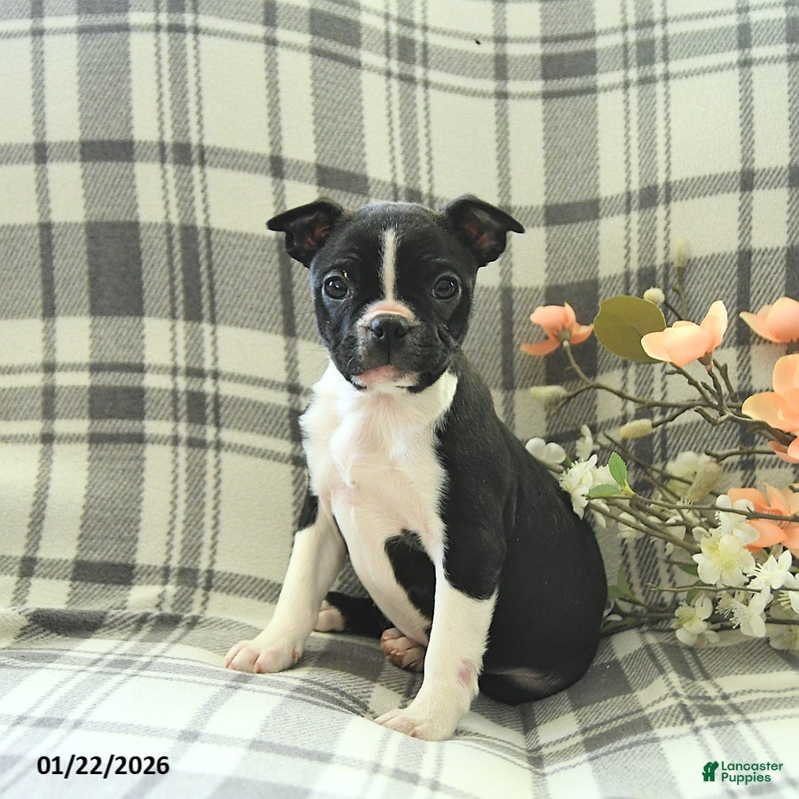 Boston Terrier dogs Jack  - Ad 11