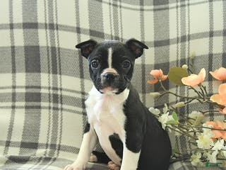 Boston Terrier dogs Jack - Ad 11