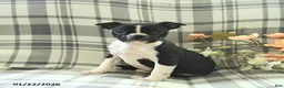 Boston Terrier dogs for sale: Jack  - Ad 1