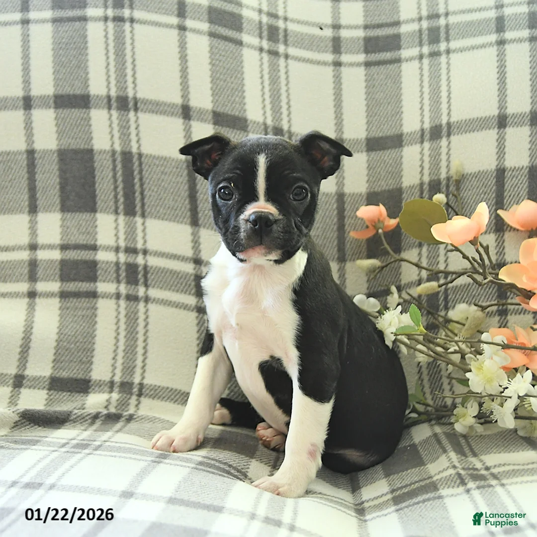 Boston Terrier dogs for sale: Jack  - Ad 1