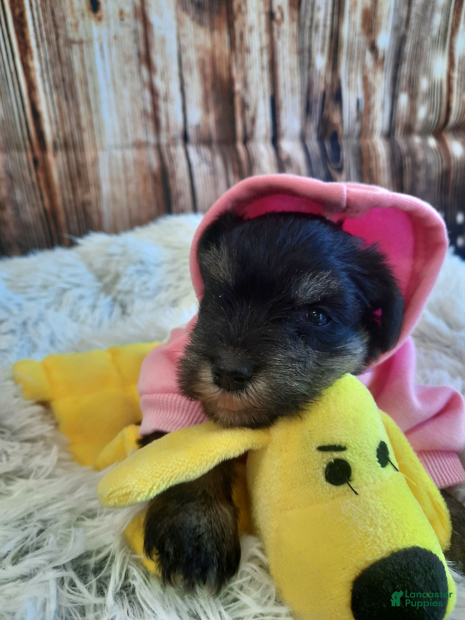Miniature Schnauzer dogs AKC Sadie - Ad 1