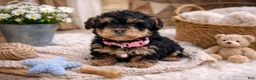 Mixed Breed dogs for sale: 🩷🩷 Chloe 🩷🩷 - Ad 1