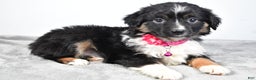 Miniature Australian Shepherd dogs for sale: Willow - Ad 5