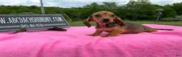 Miniature Dachshund dogs for sale: Miniature Dachshund Puppy 3 - Ad 4