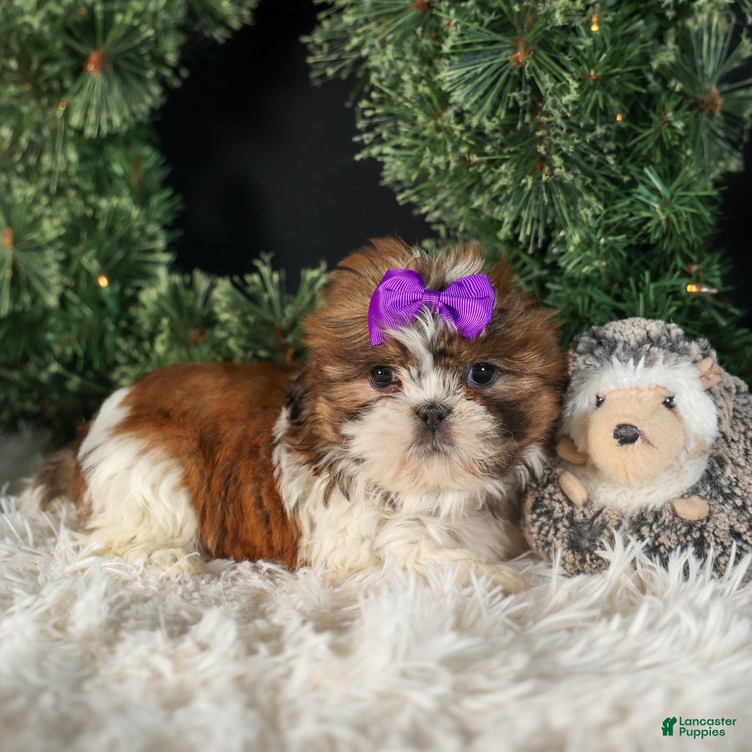 Shih Tzu dogs for sale: RUBY - Ad 9