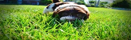 Havapoo dogs for sale: Bubbles - Ad 12