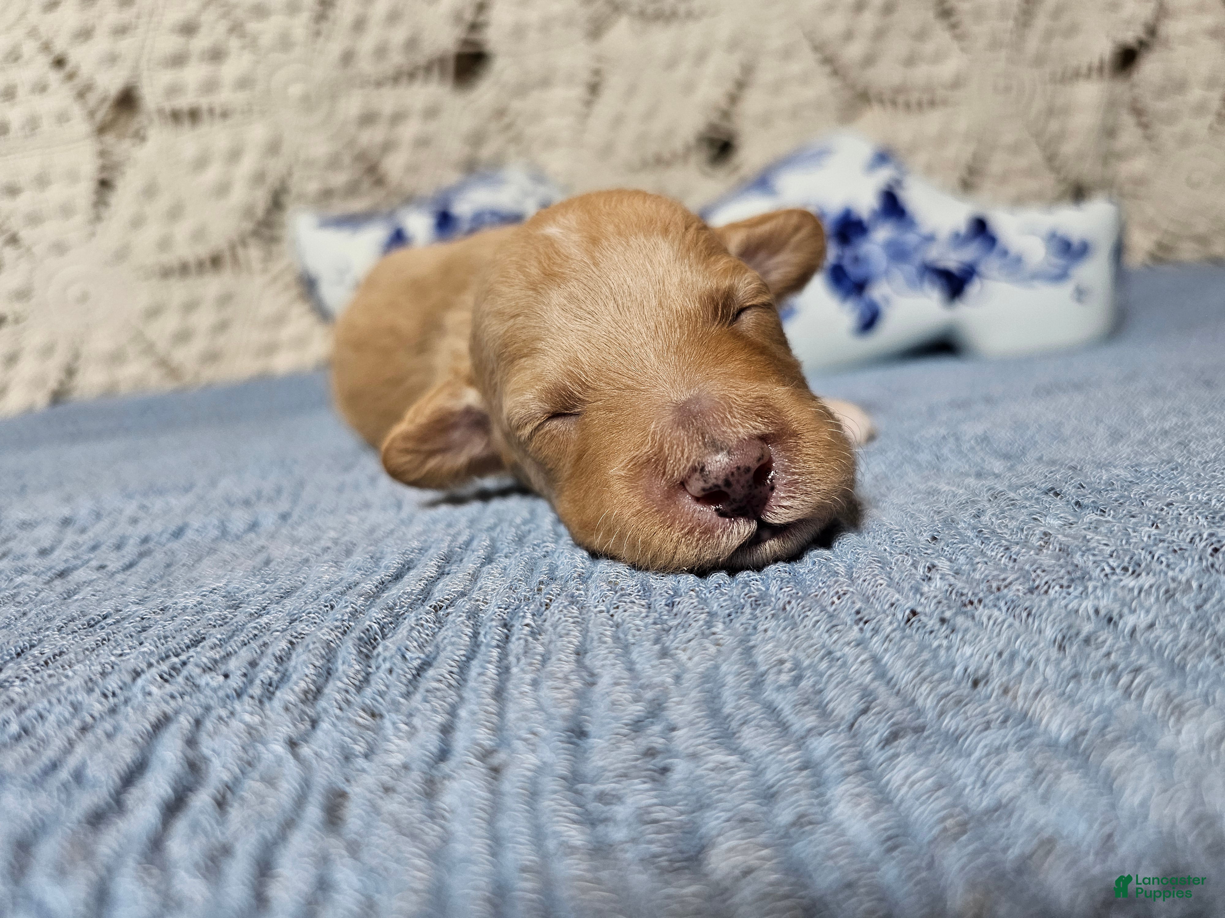 Mini Goldendoodle dogs Tarragon - Ad 2