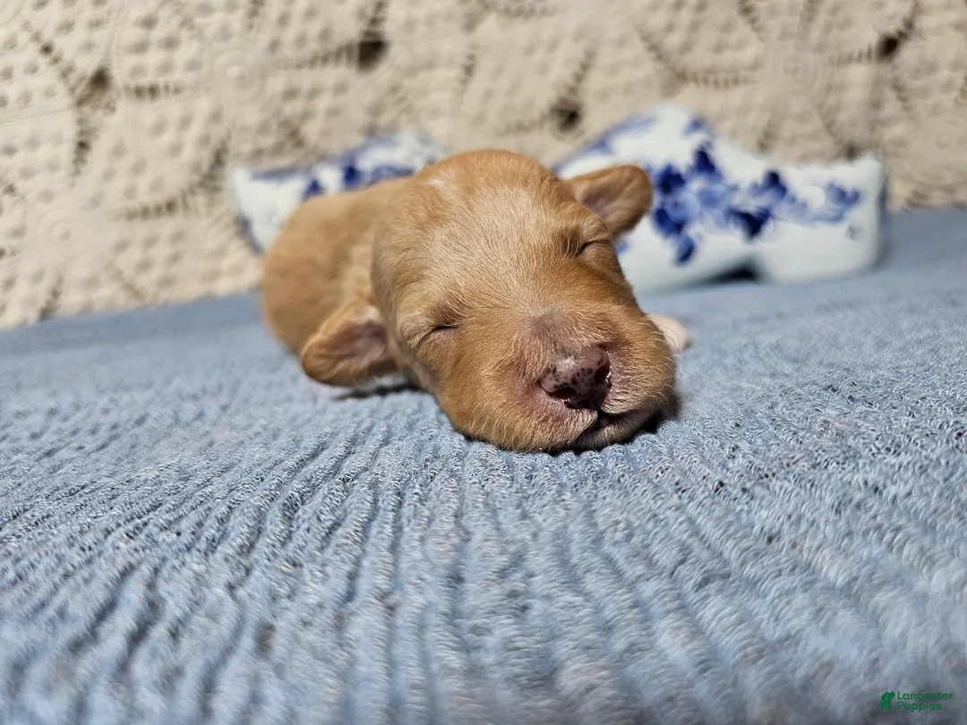 Mini Goldendoodle dogs for sale: Tarragon - Ad 2