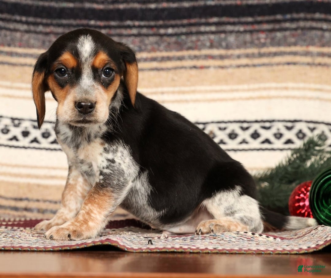 Beagle dogs for sale: Dixon - Ad 5