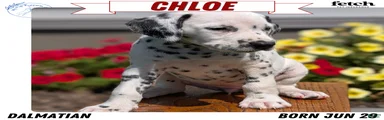 Chloe