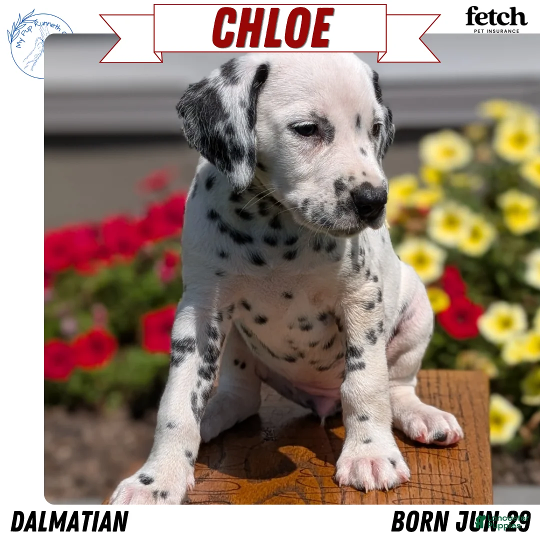 Dalmatian dogs for sale: Chloe - Ad 1