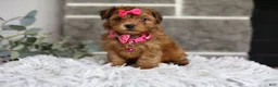 Yorkiepoo dogs for sale: Jewel  - Ad 2