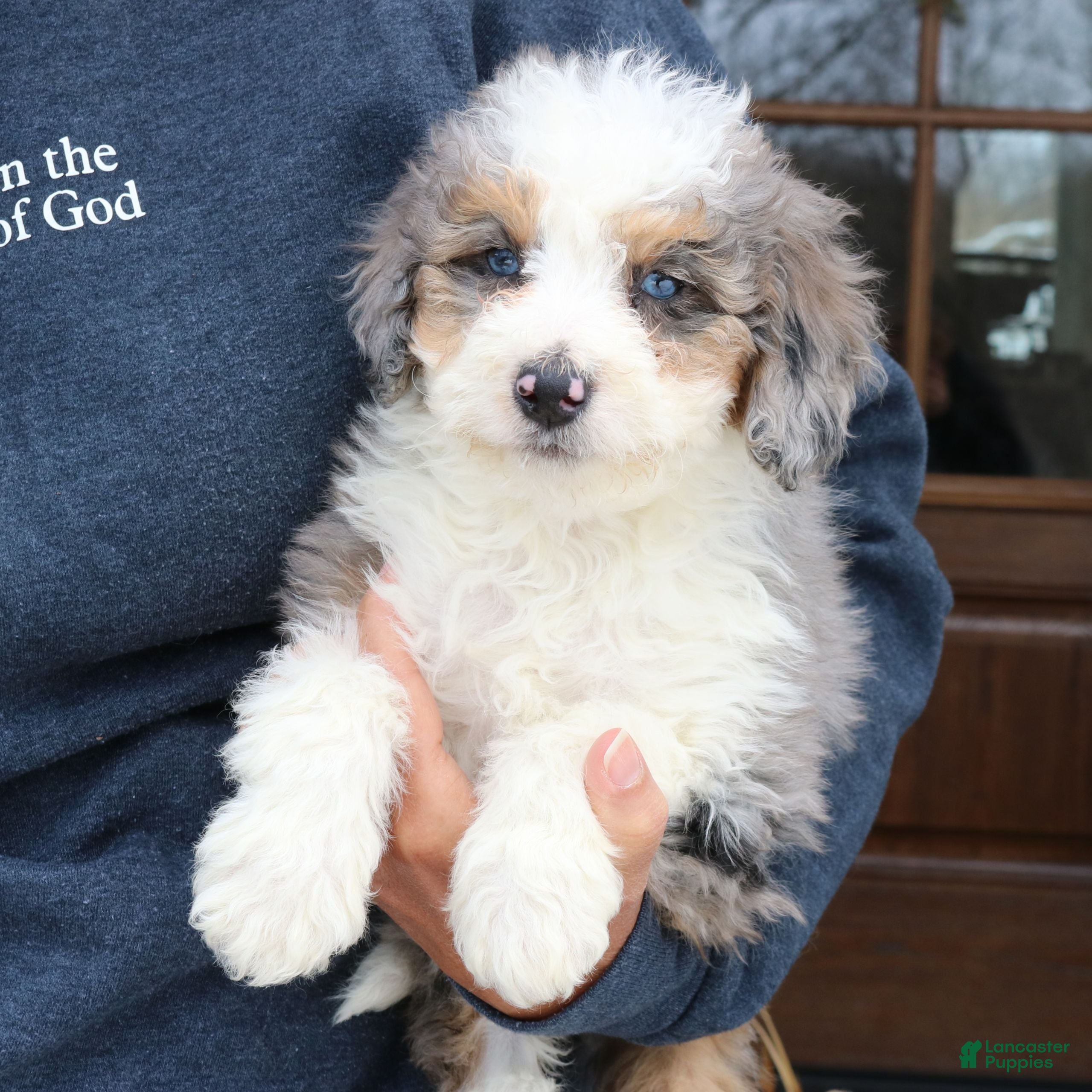 Mini Bernedoodle dogs Idris  - Ad 2