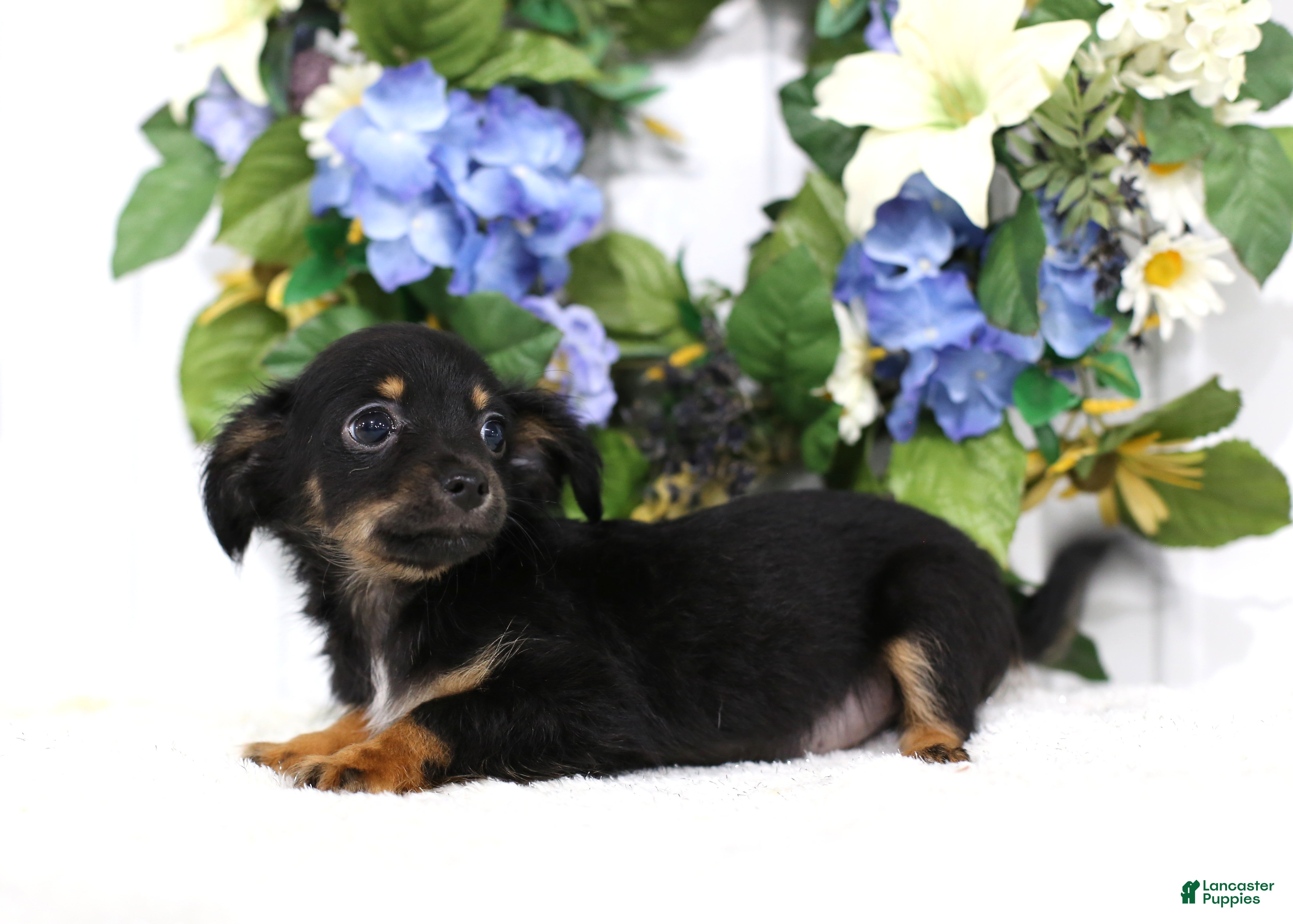 Chihuahua dogs Dotson - Ad 2