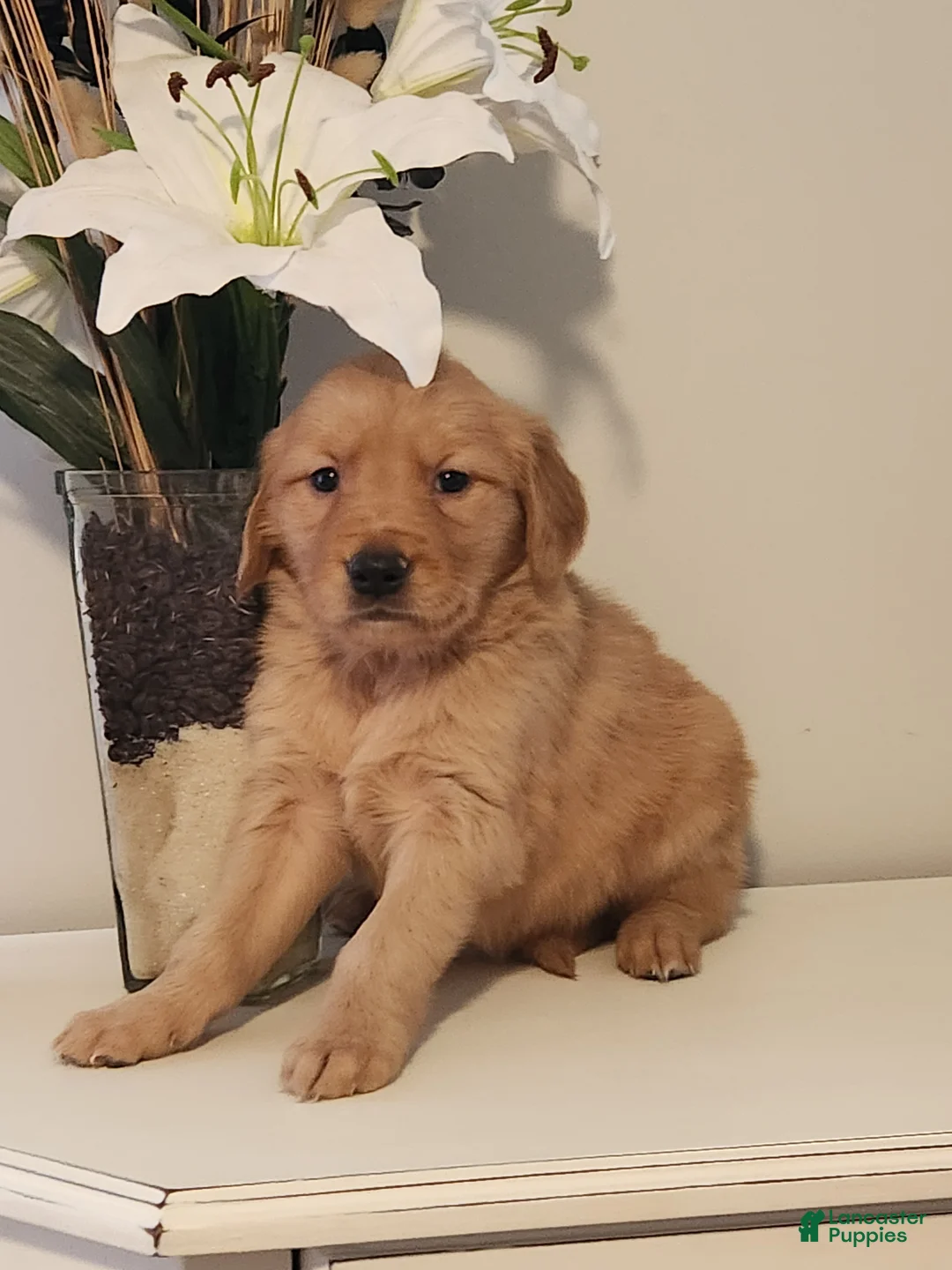 Golden Retriever dogs for sale: Ruby - Ad 2
