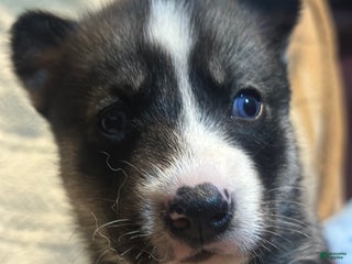 Siberian Husky dogs - Ad 42