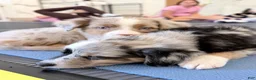 Australian Shepherd dogs for sale: Gracie - Ad 3