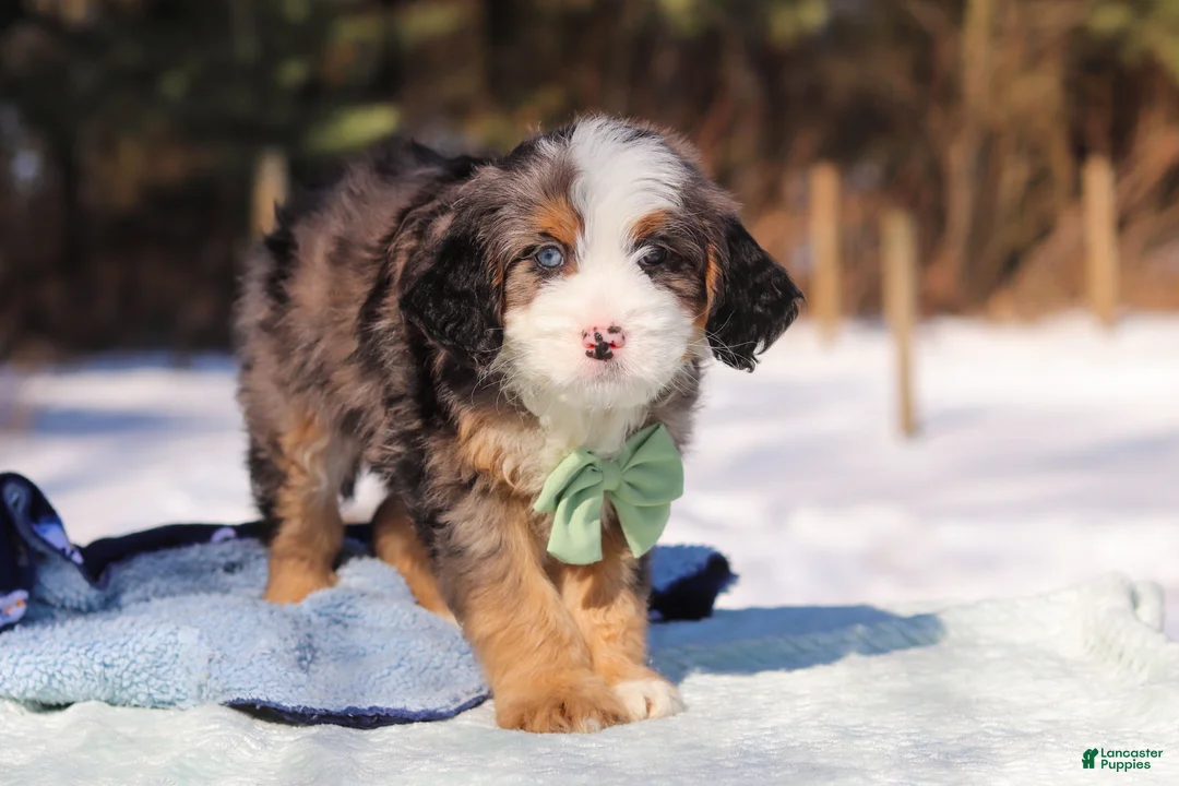 Mini Bernedoodle dogs for sale: Enzo - Ad 6