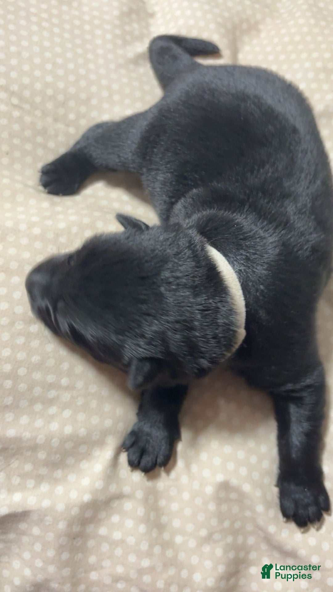 German Shepherd dogs for sale: Shadow  - Ad 1