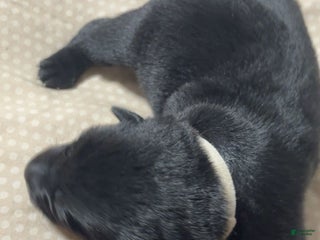 German Shepherd dogs Shadow - Ad 4