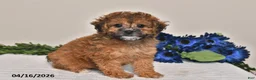 Miniature Poodle dogs for sale: Izzy - Ad 4