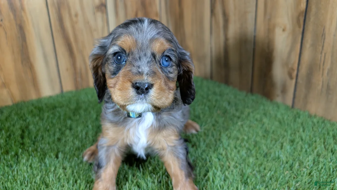 Cavalier King Charles Spaniel dogs for sale: Bertha Boy 2 - Ad 2