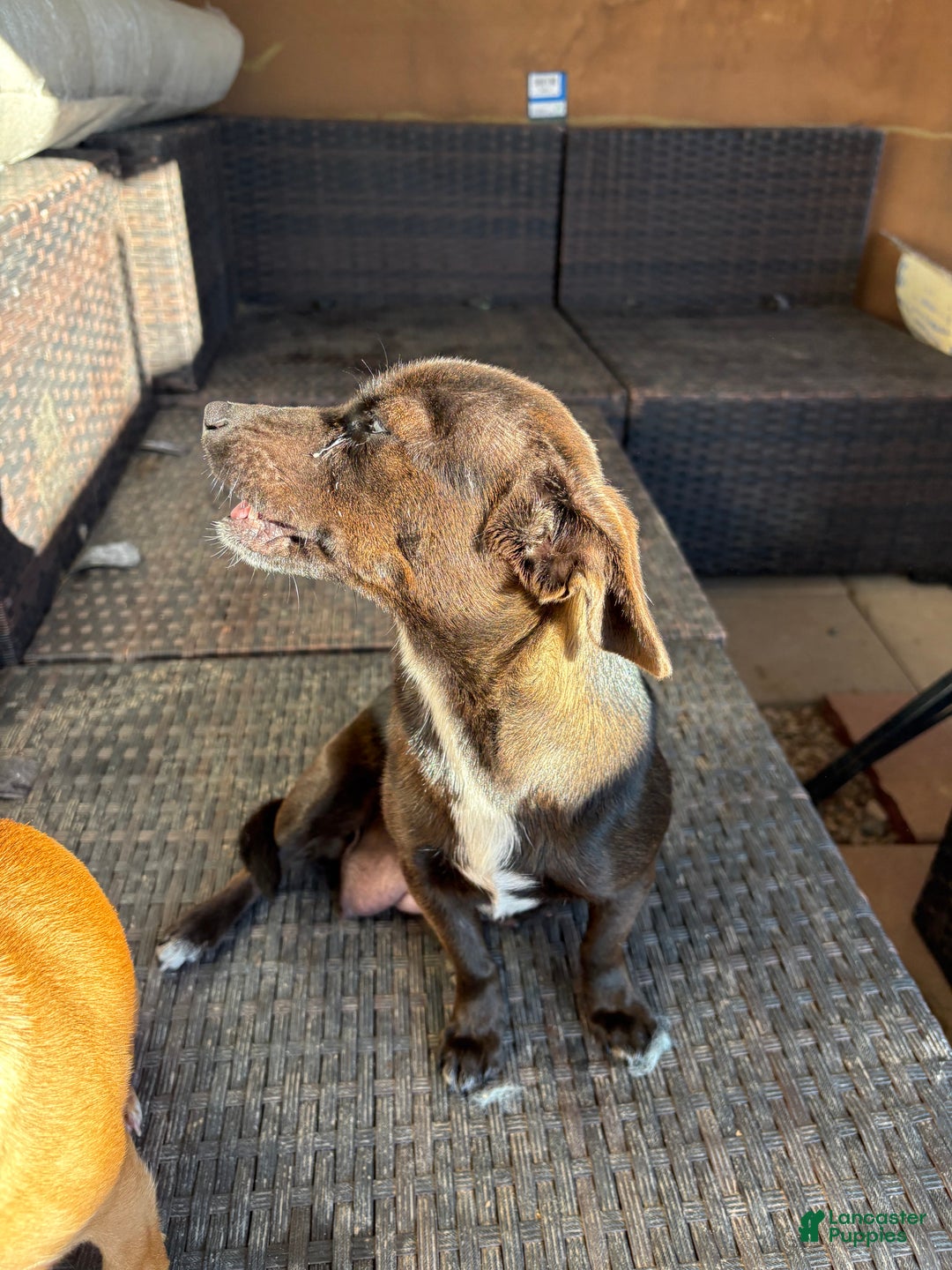 Mixed Breed dogs for sale: Mixed Breed Puppy 4 - Ad 7