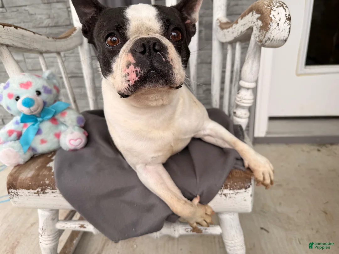 Boston Terrier dogs for sale: Trixie  - Ad 1