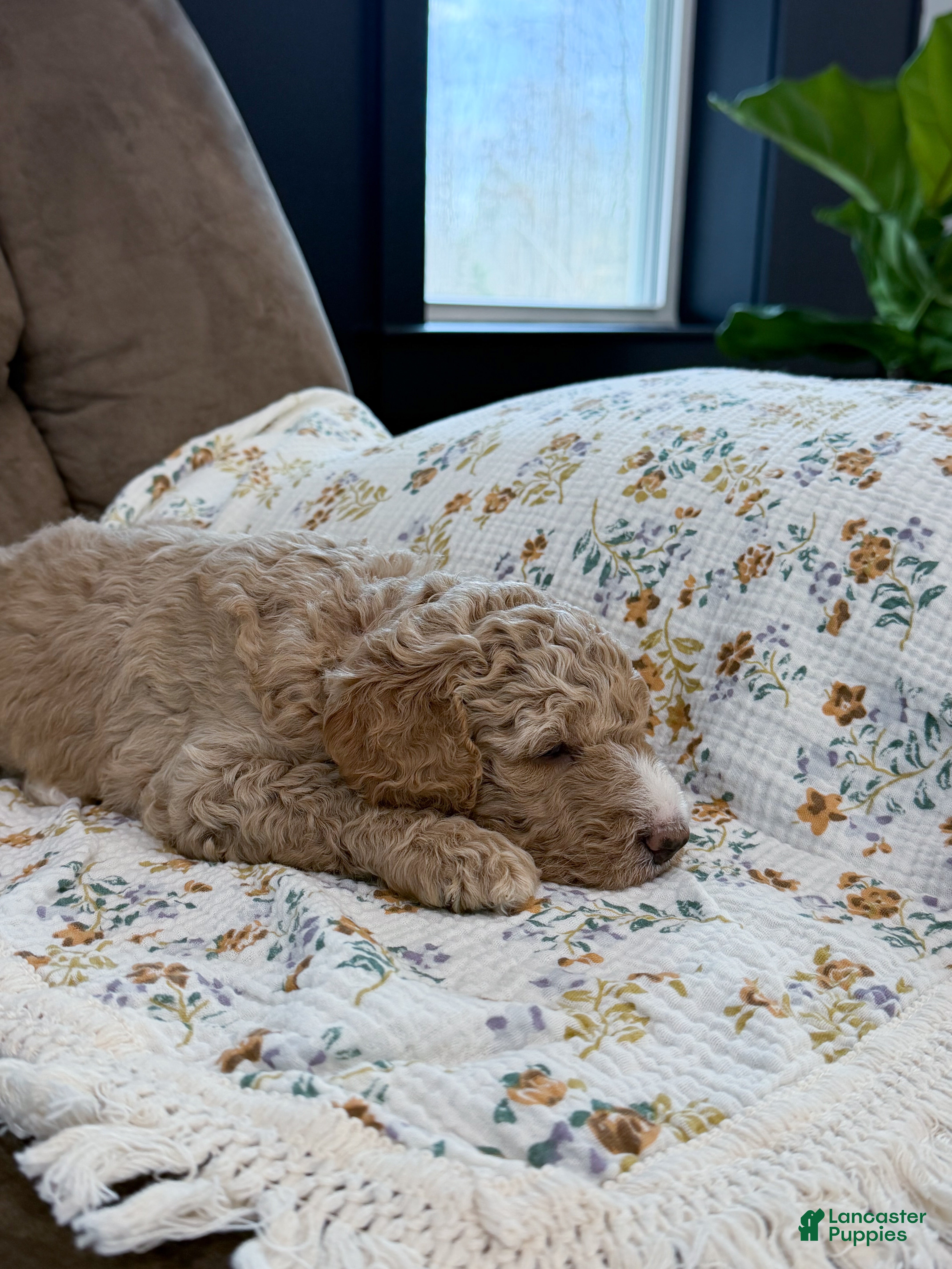 Goldendoodle dogs Dixie - Ad 2