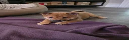 Shiba Inu dogs for sale: Shiba Inu 2 - Ad 10