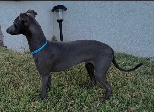 Italian Greyhound dogs Ace - Ad 2