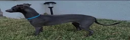 Italian Greyhound dogs for sale: Ace - Ad 2