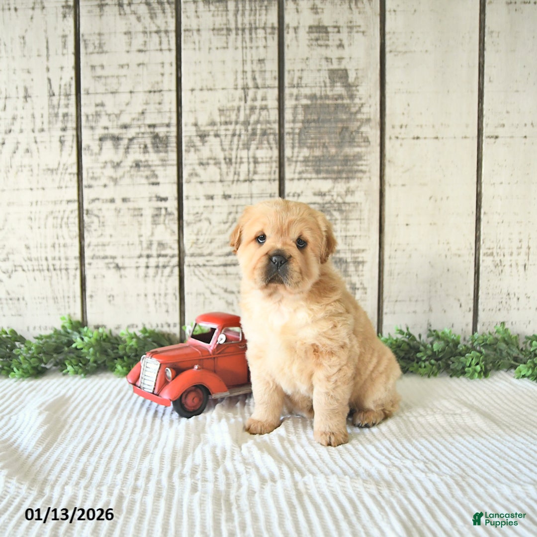 Mini Hippo dogs for sale: Delaney - Ad 4