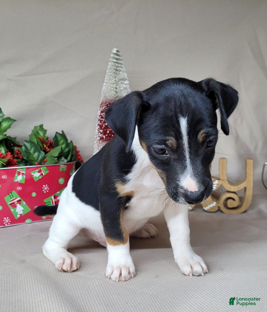 Jack Russell Terrier dogs for sale: FOSTER of Westfork - Ad 2