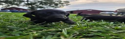 Miniature Dachshund dogs for sale: Miniature Dachshund 2 - Ad 3