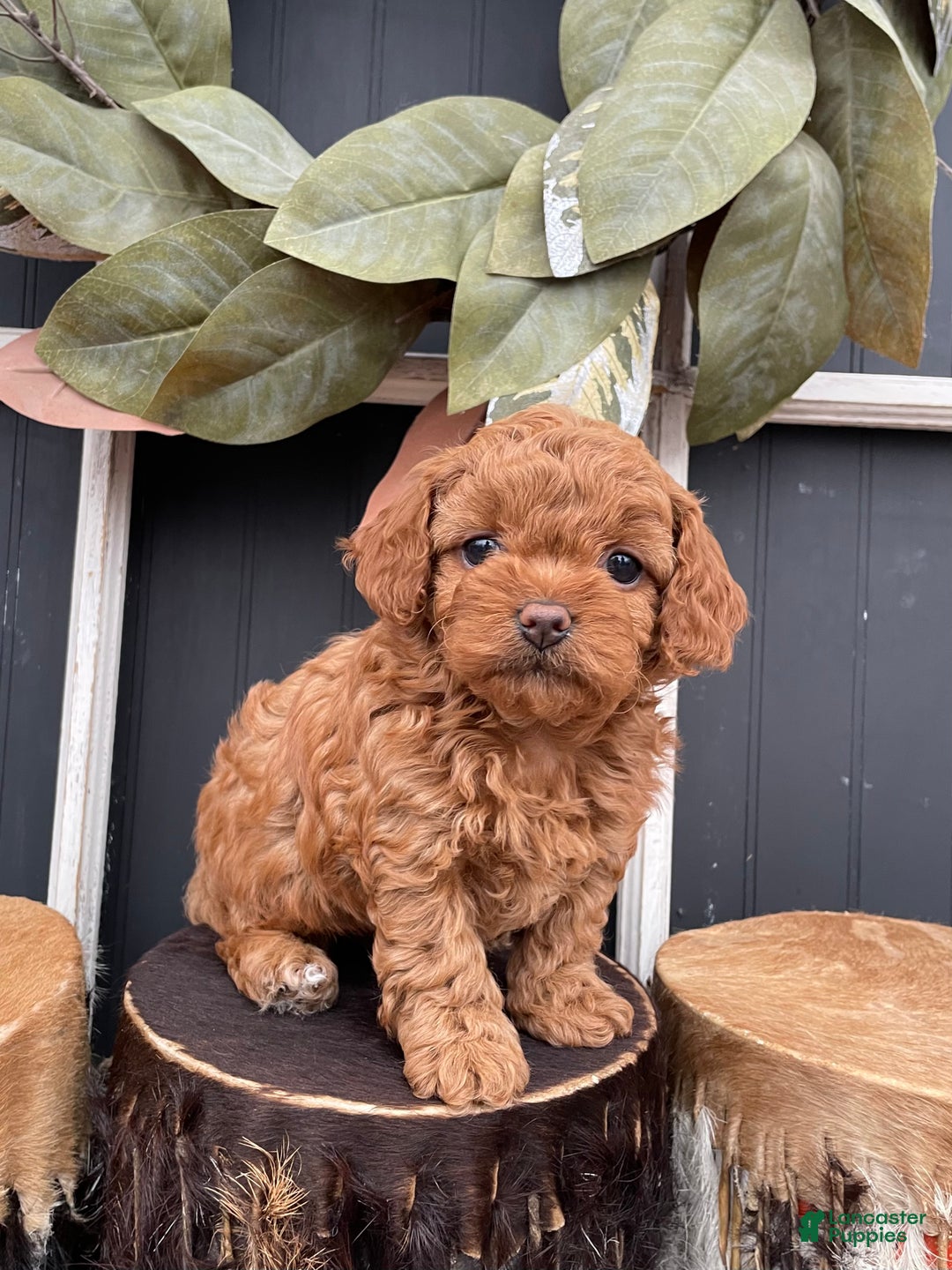 Cavapoo dogs for sale: Ellie - Ad 1