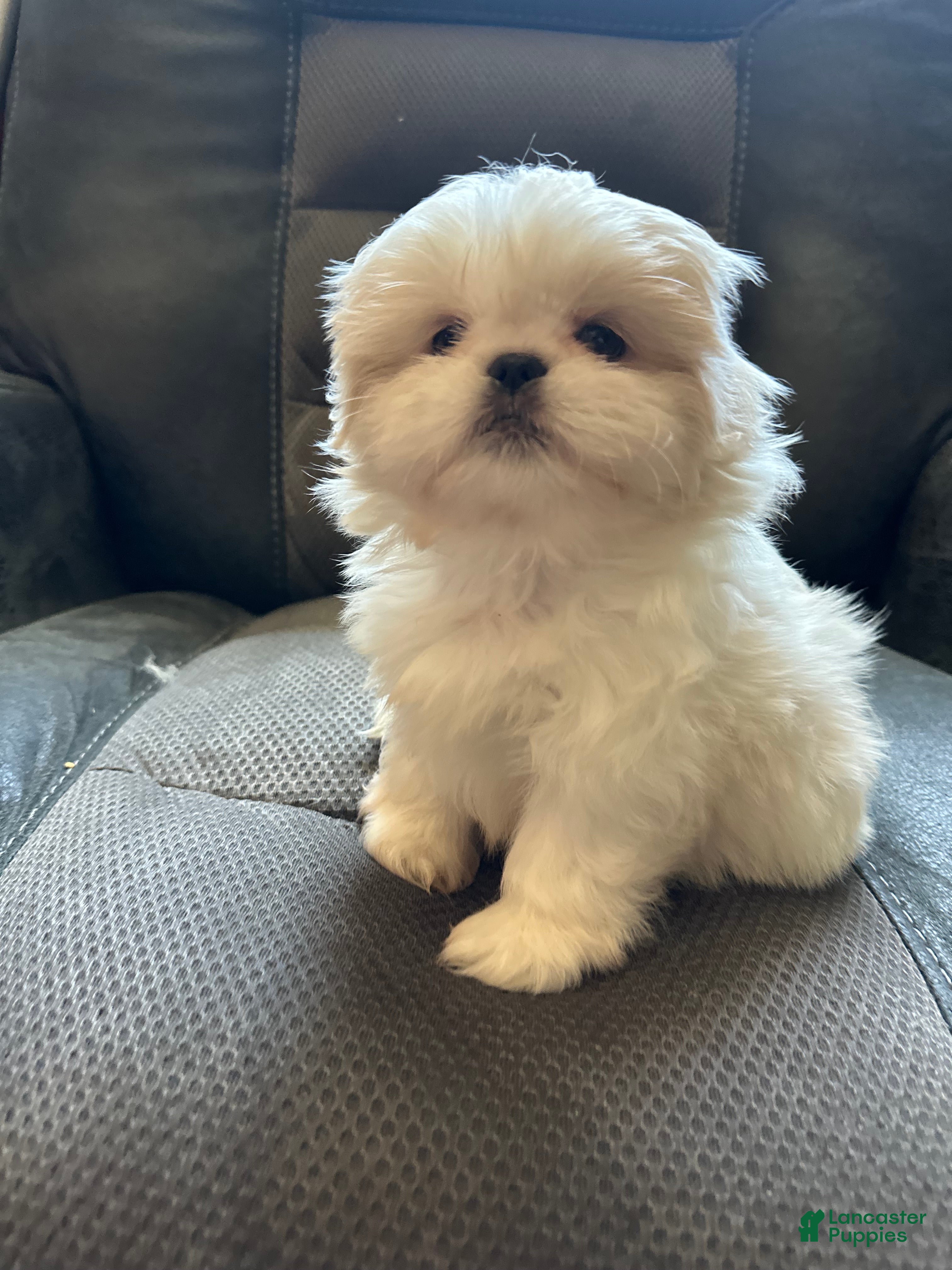 Mixed Breed dogs Peki-tzu aka pikachu pups female - Ad 2