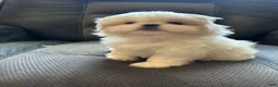 Mixed Breed dogs for sale: Peki-tzu aka pikachu pups female - Ad 2