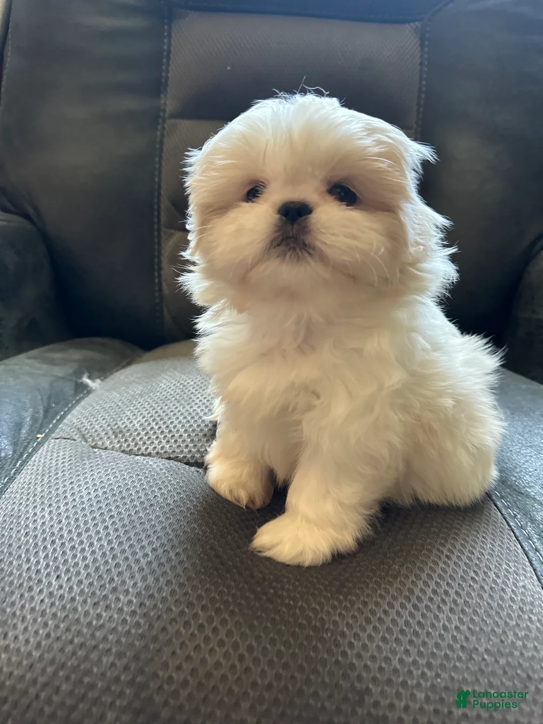 Mixed Breed dogs for sale: Peki-tzu aka pikachu pups female - Ad 2