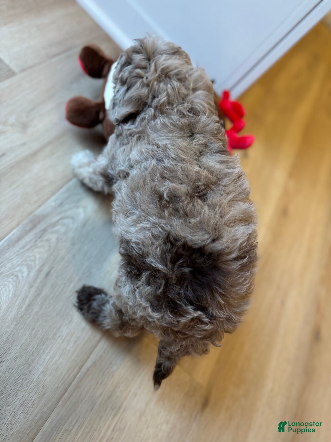 Mini Goldendoodle dogs for sale: Leo - Ad 3