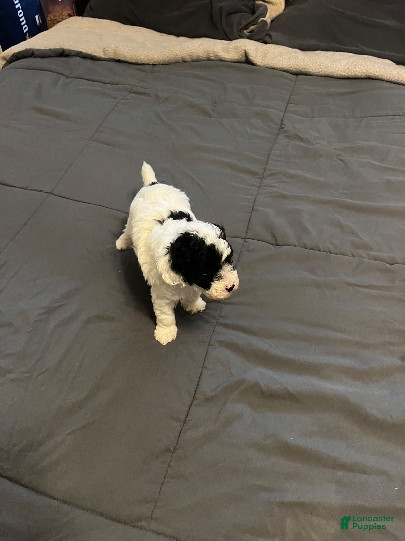 Toy Poodle dogs Baby Milo - Ad 32