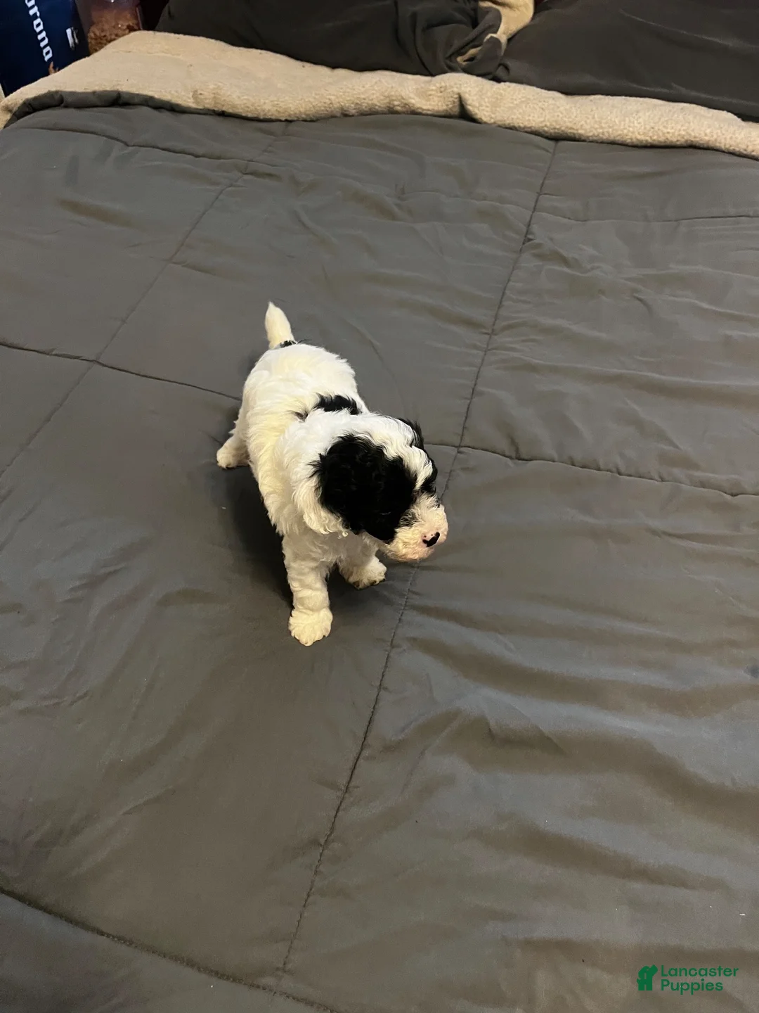 Toy Poodle dogs for sale: Baby Milo - Ad 1