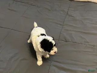 Toy Poodle dogs Baby Milo - Ad 35