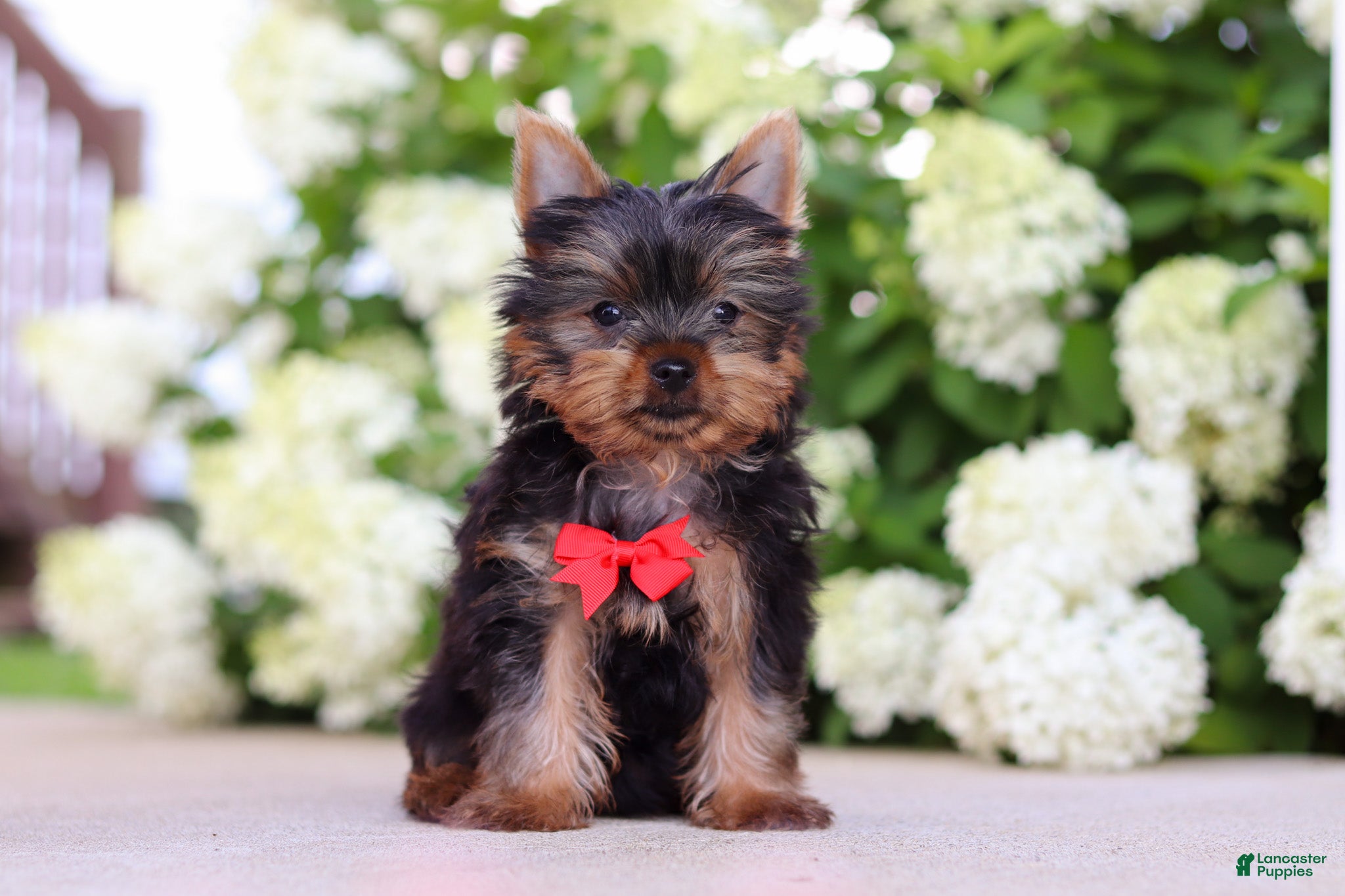 Yorkshire Terrier dogs Mitchell - Ad 1
