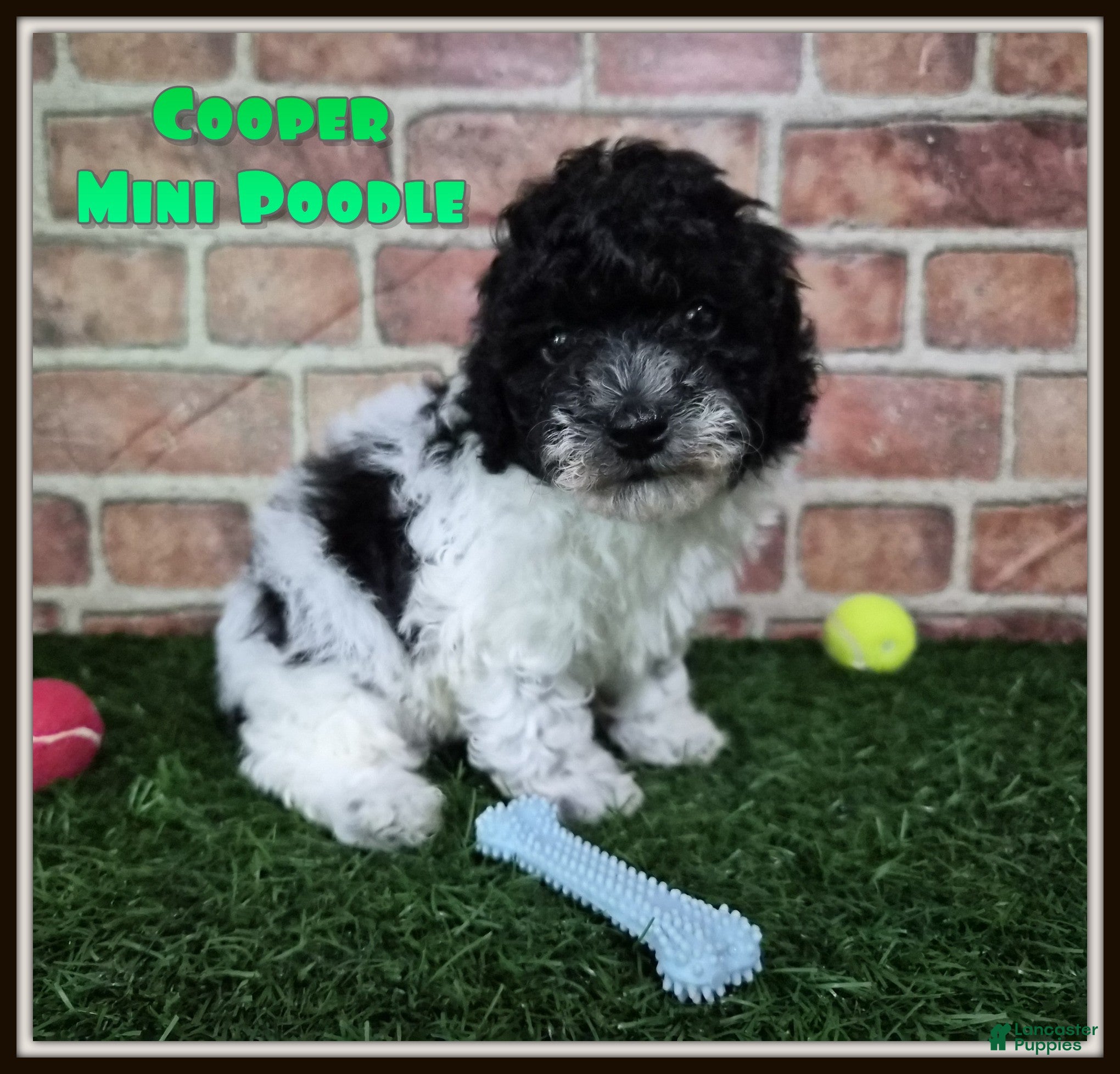 Miniature Poodle dogs Cooper - Ad 1