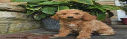 Mini Goldendoodle dogs for sale: Bailey  - Ad 1