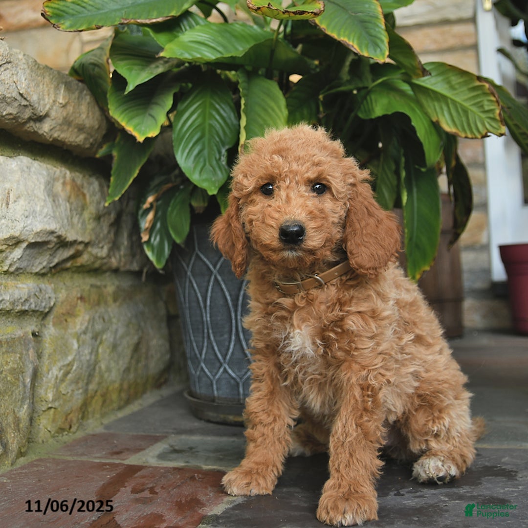 Mini Goldendoodle dogs for sale: Bailey  - Ad 1