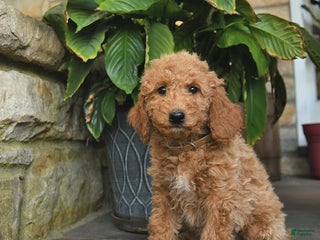 Mini Goldendoodle dogs Bailey - Ad 5