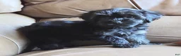 Yorkiepoo dogs for sale: Razzberry  - Ad 9